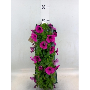 Perkplanten   ...sorted   [Bedding]