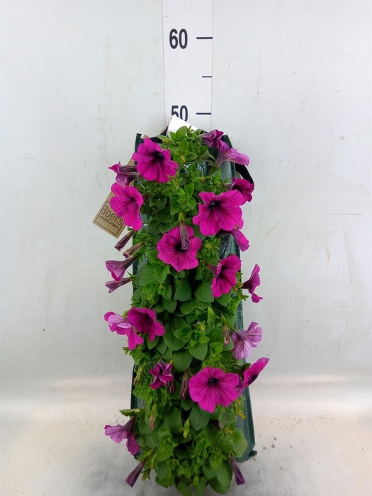 <h4>Perkplanten   ...sorted   [Bedding]</h4>