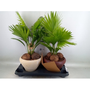 Livistona rotundifolia