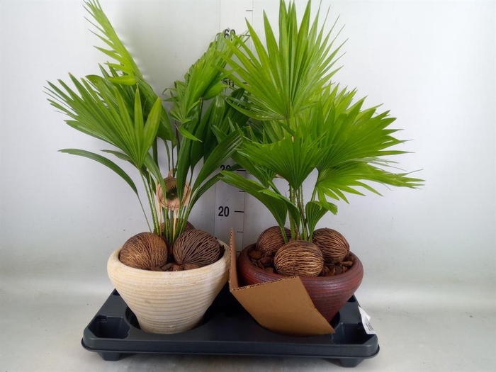 <h4>Livistona rotundifolia</h4>