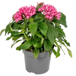 Pentas lanceolata ''Graffiti Flirty Pink''