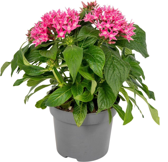 <h4>Pentas lanceolata ''Graffiti Flirty Pink''</h4>