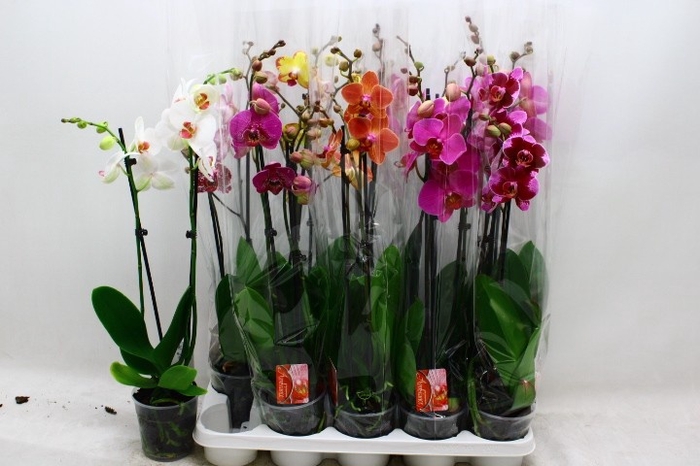 <h4>PHAL GEM</h4>