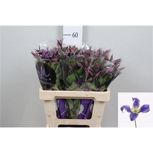 Clematis diversif. 'Blue Pirouette'