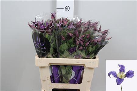 <h4>Clematis diversif. 'Blue Pirouette'</h4>