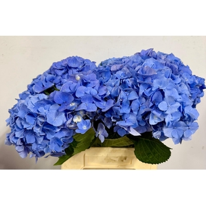 Hydr Macrophylla Light Blue