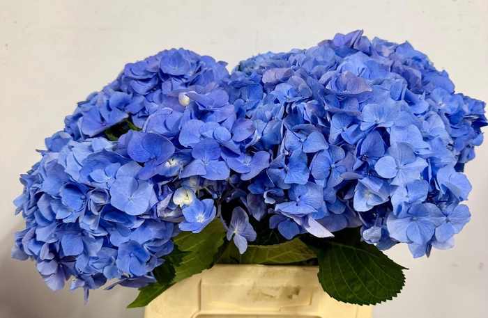 <h4>Hydr Macrophylla Light Blue</h4>