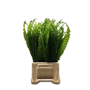 ASPLENIUM OSAKA