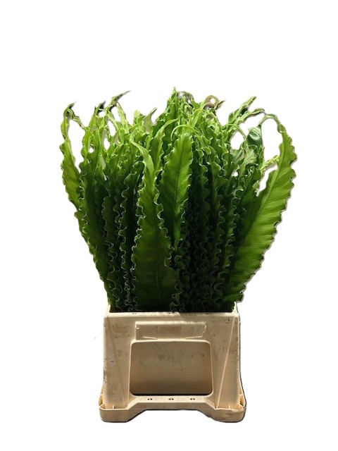 ASPLENIUM OSAKA