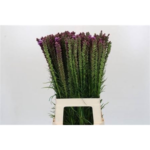 Liatris Spicata 70cm