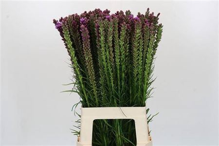 <h4>Liatris Spicata 70cm</h4>
