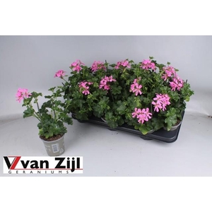 PEL PELT BALKON LILA