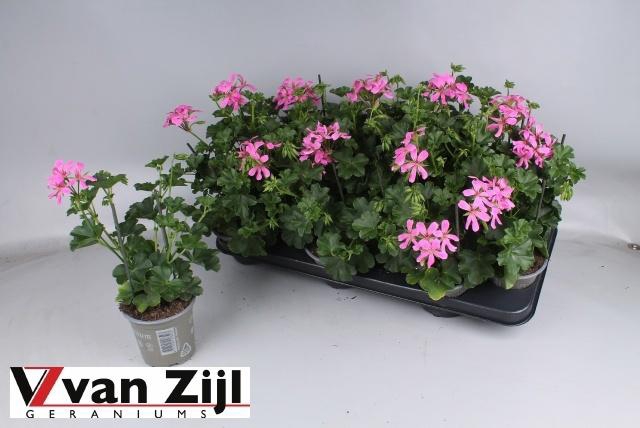 <h4>PEL PELT BALKON LILA</h4>