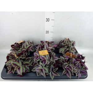 Tradescantia zebr. 'Purpusii'