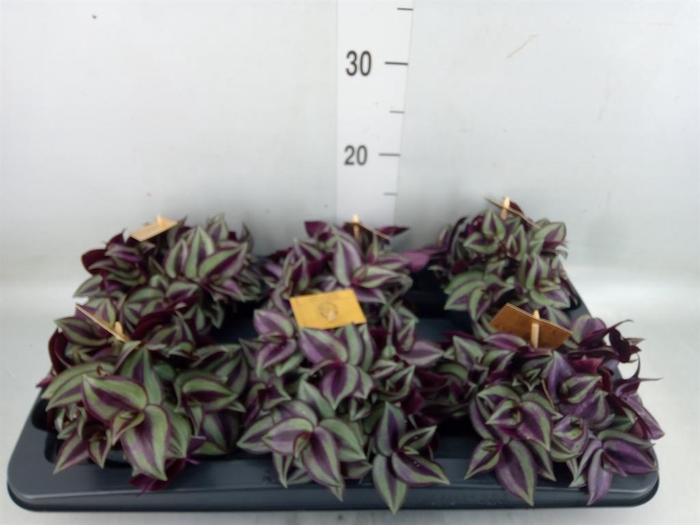 <h4>Tradescantia zebr. 'Purpusii'</h4>