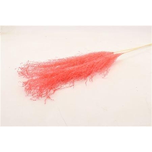 Dried Silvergrass Xl Cerise 5pc Bunch Slv