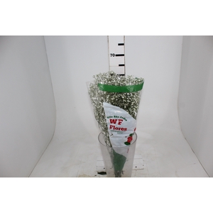 GYPSOPHILA DYNAMIC LOVE 070 CM