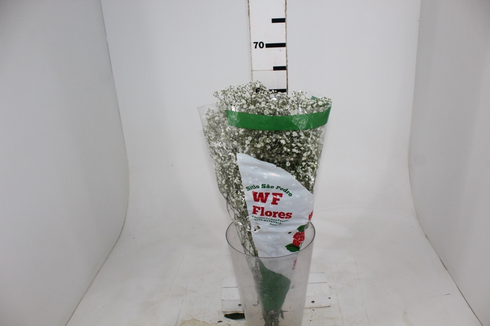 <h4>GYPSOPHILA DYNAMIC LOVE 070 CM</h4>