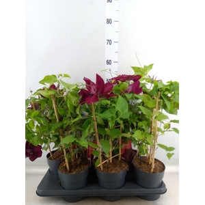 Clematis  'Boulevard'   ...