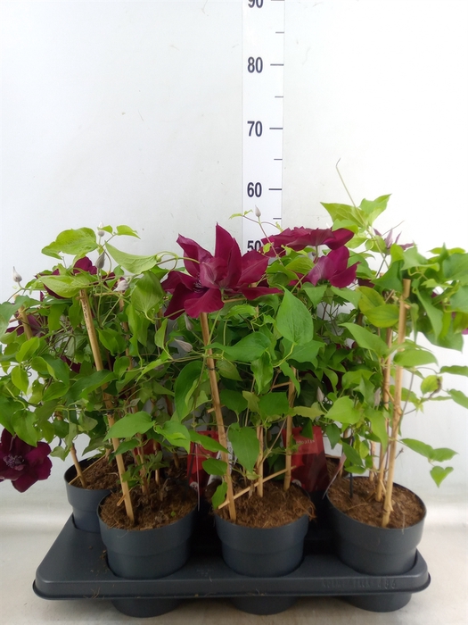<h4>Clematis  'Boulevard'   ...</h4>