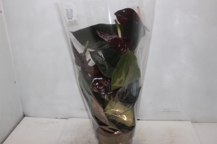 <h4>ANTHURIUM GIANT CHOCOLATE P17</h4>