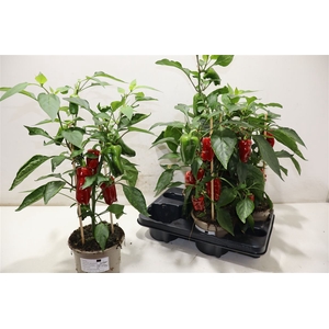 arr8 Paprika Planten