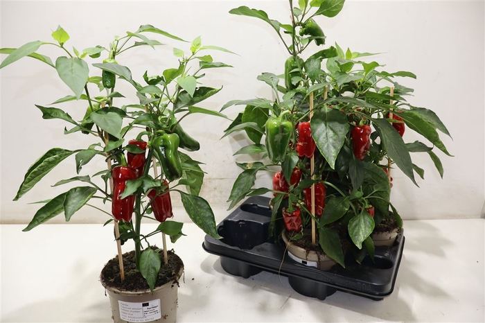 <h4>arr8 Paprika Planten</h4>