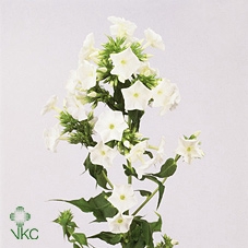 PHLOX P WHIT ADMIRAL