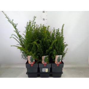 Taxus baccata