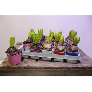 arr8 Hyacin Gem 5 Kl