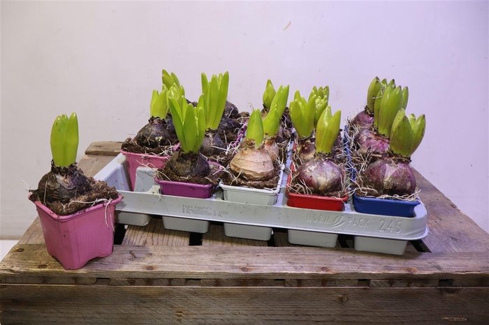 <h4>arr8 Hyacin Gem 5 Kl</h4>