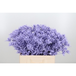 Eryn Orion Kl Bh Milka