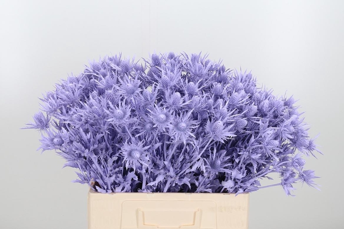 <h4>Eryn Orion Kl Bh Milka</h4>