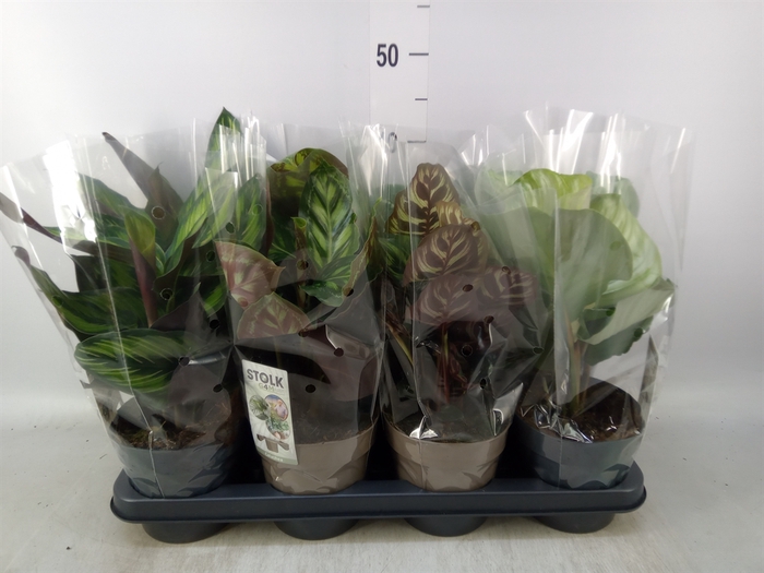 <h4>Calathea   ...mix 4</h4>