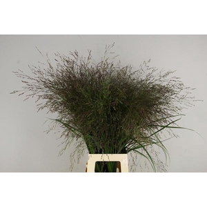 Gras Panicum Vir Warrior