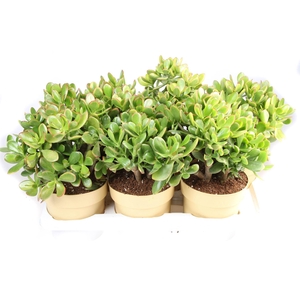 Crassula ovata 'Sunset'