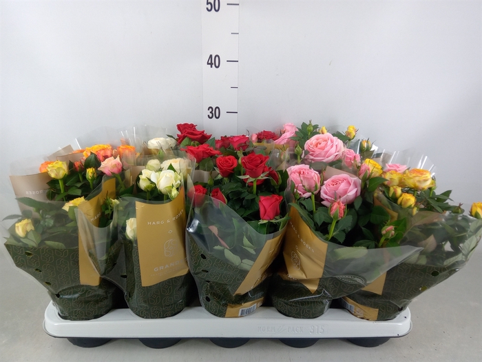 <h4>Rosa  'Kordana Grande'   ...mix</h4>