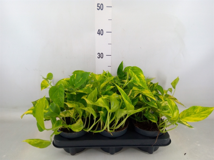 <h4>Epipremnum pinn. 'Hicolor'</h4>