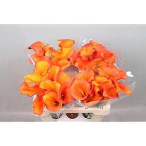 Calla Callista Kallaland