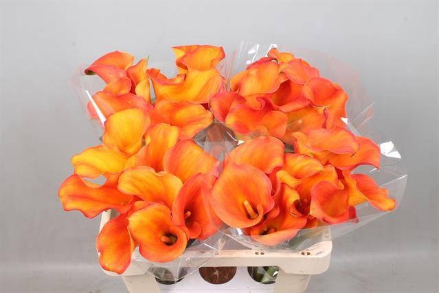 <h4>Calla Callista Kallaland</h4>