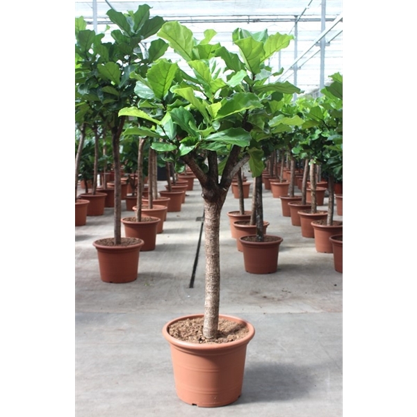 <h4>Ficus lyrata</h4>