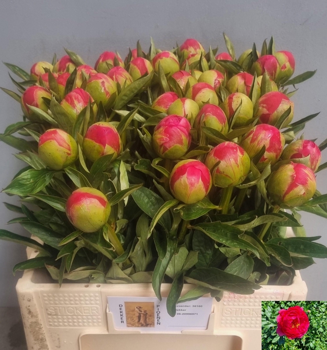 <h4>PAEO RASPBERRY CHARM</h4>