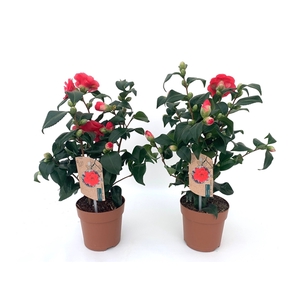 Camellia japonica Mary Williams 10-15 knop