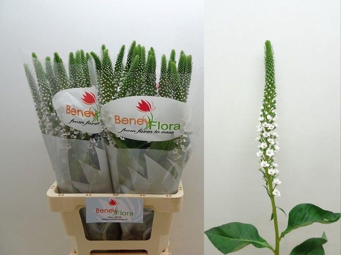 <h4>LYSIM MOONLIGHT</h4>