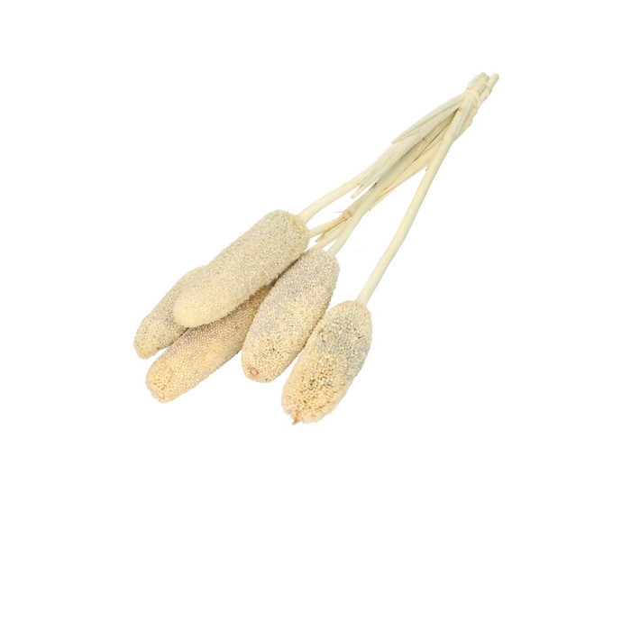 <h4>Droogbloem Bapala 65cm x10</h4>