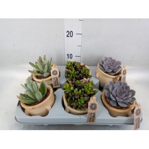 Succulents   ...