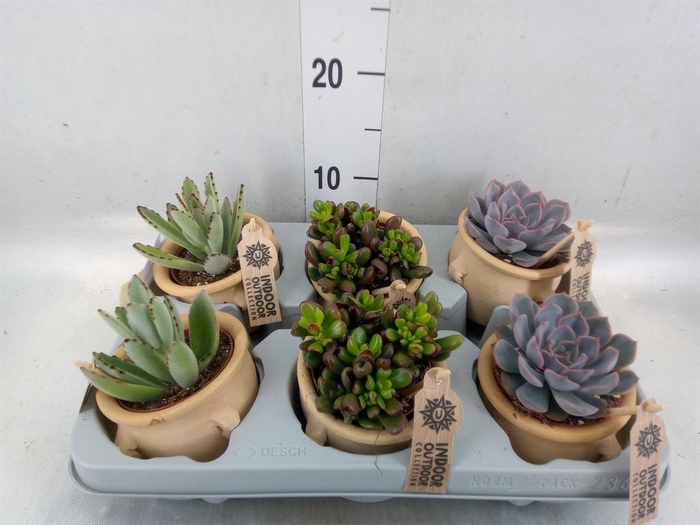 <h4>Succulents   ...</h4>