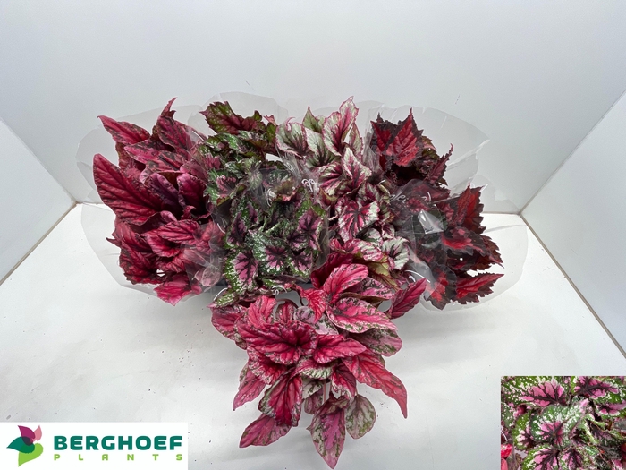 <h4>BEG BEL GEM</h4>