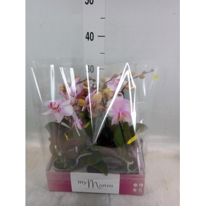 Phalaenopsis   ...rose