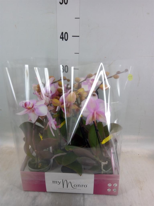 <h4>Phalaenopsis   ...rose</h4>